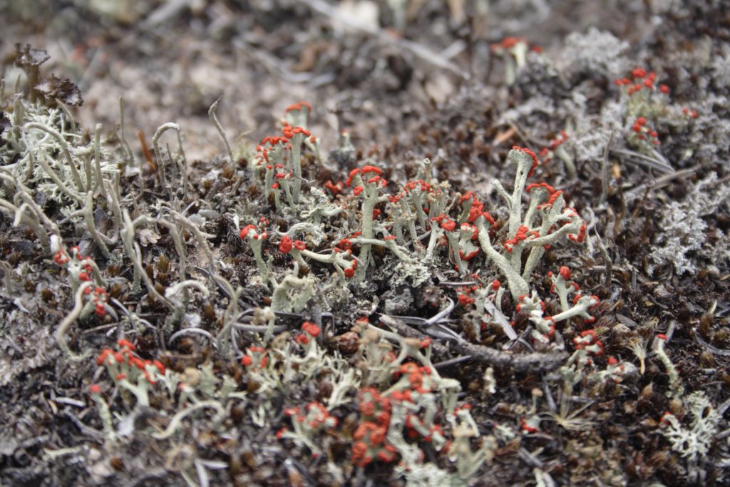 Cladonia cristatella