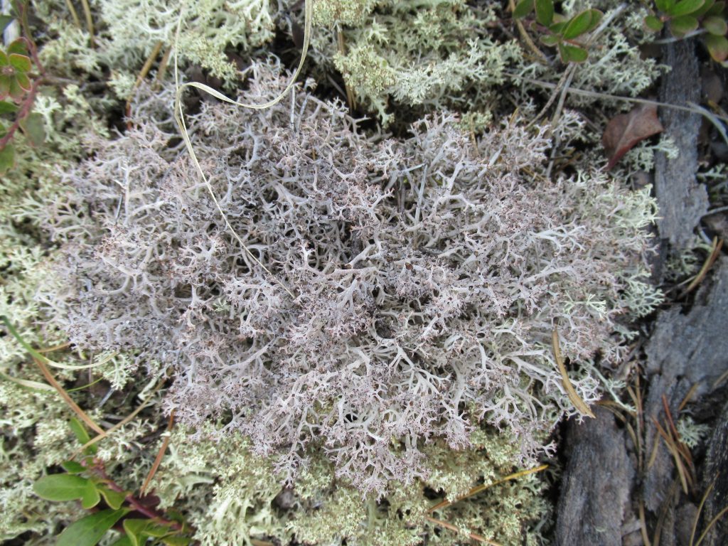 Cladonia rangiferina