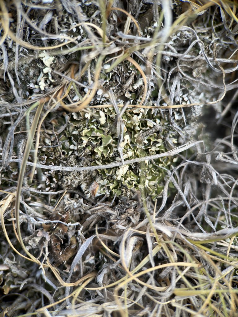 Cladonia robbinsii