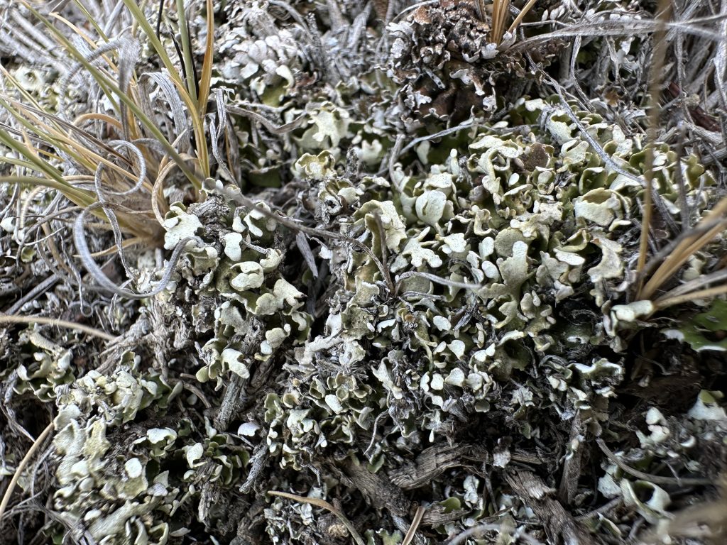 Cladonia robbinsii