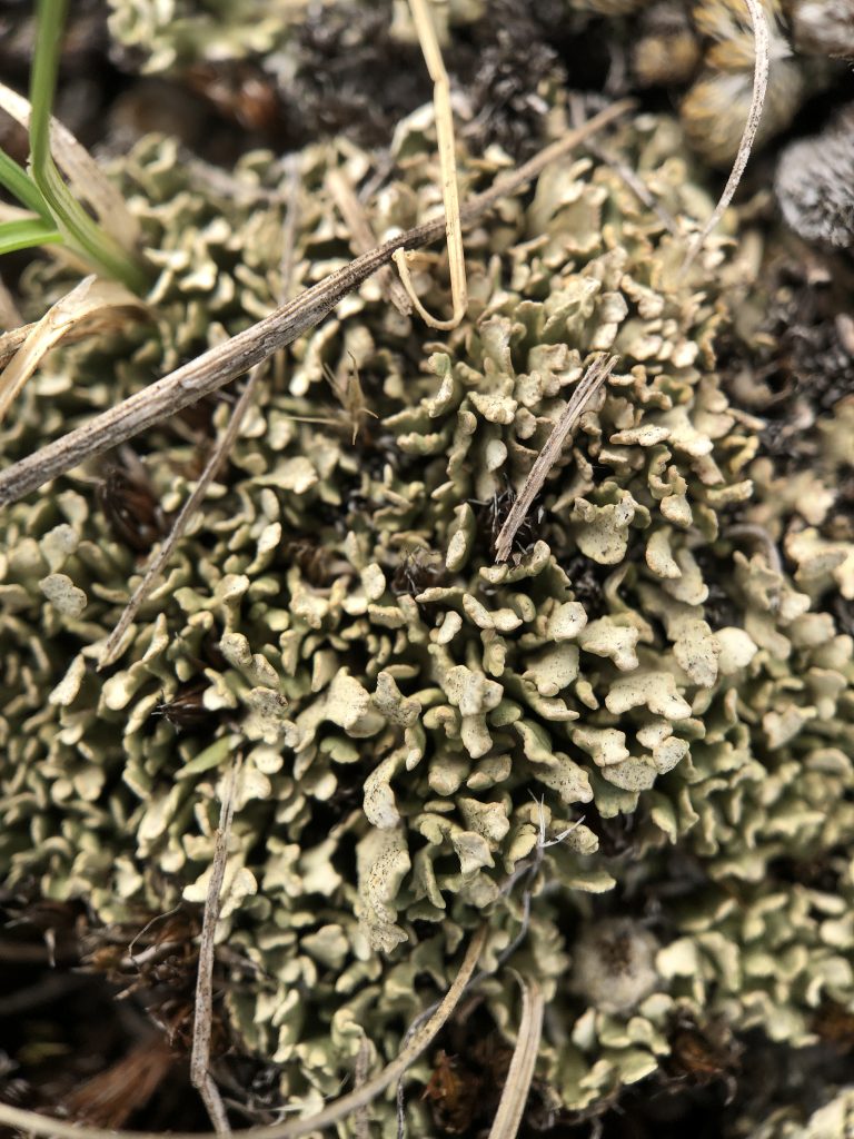 Cladonia robbinsii
