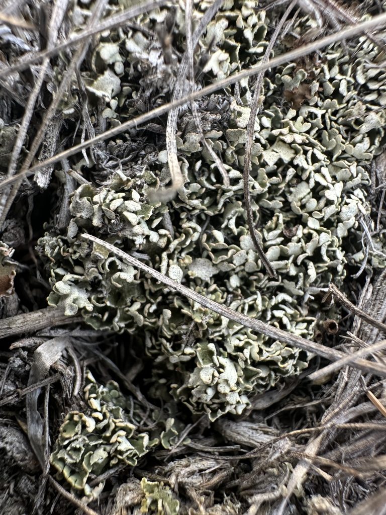 Cladonia robbinsii