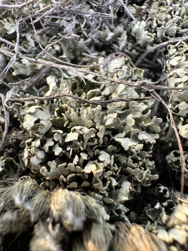 Cladonia robbinsii
