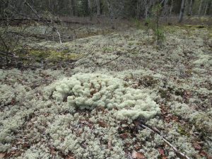 Cladonia stellaris surrounded by Cladonia mitis