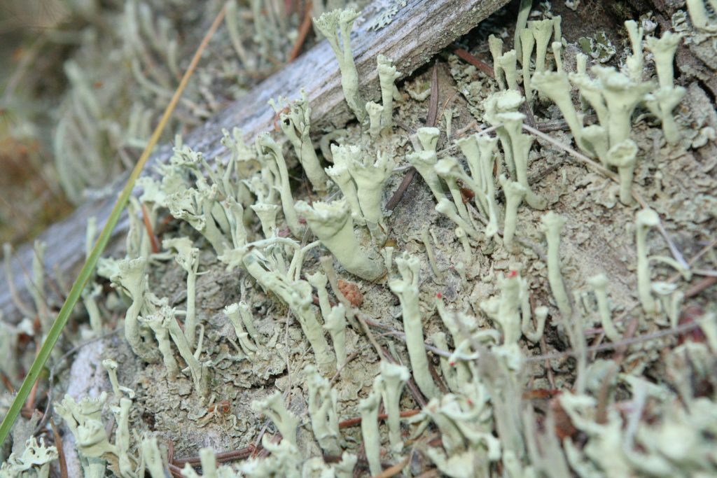 Cladonia sulphurina
