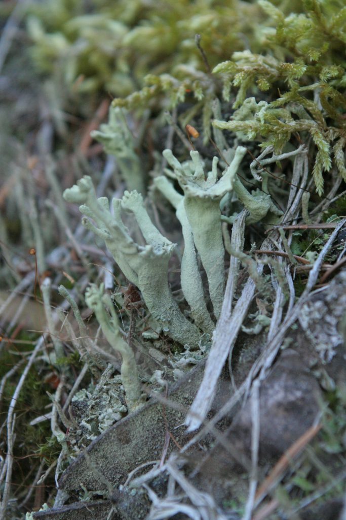 Cladonia sulphurina