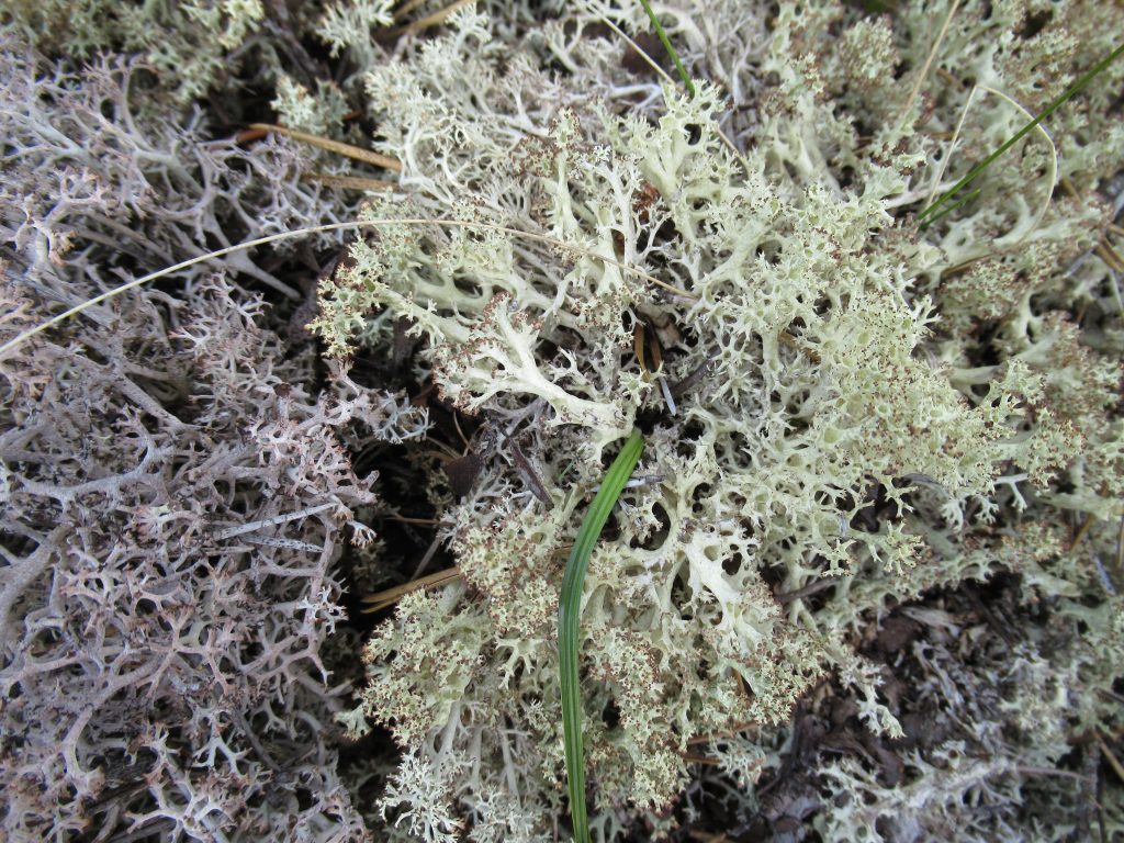 Cladonia uncialis
