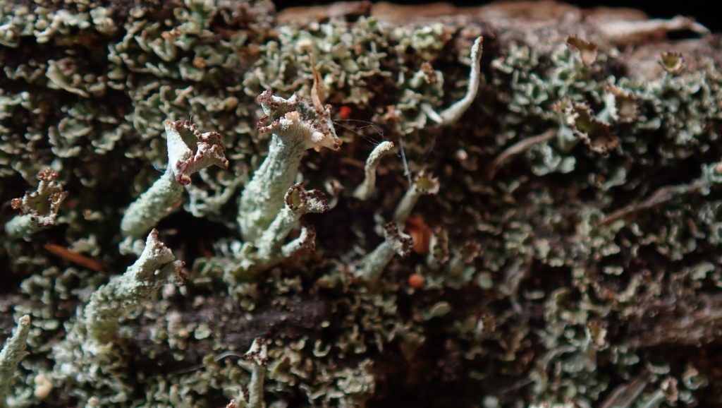 Cladonia crispata var. crispata