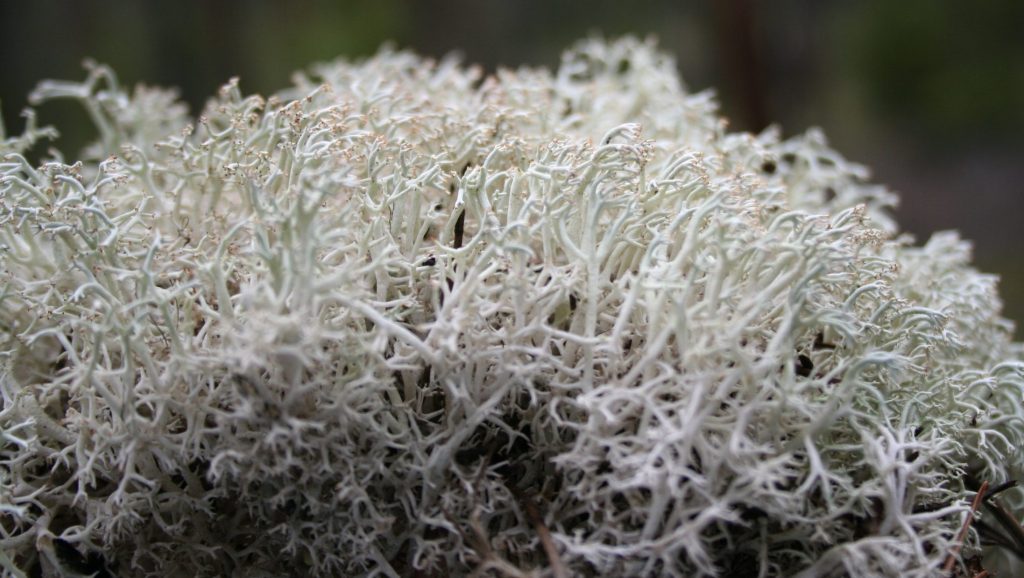 Cladonia rangiferina