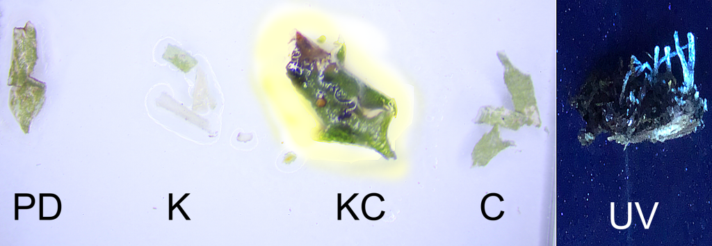 Cladonia sulphurina spot test results