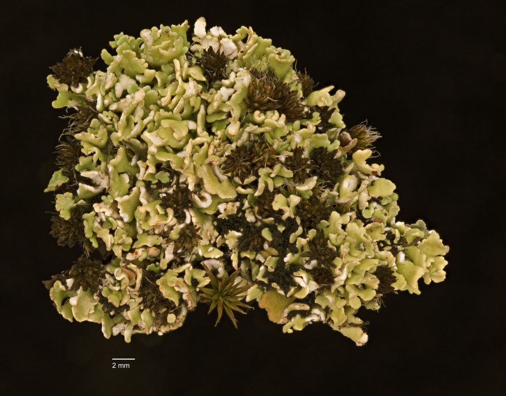 Cladonia robbinsii