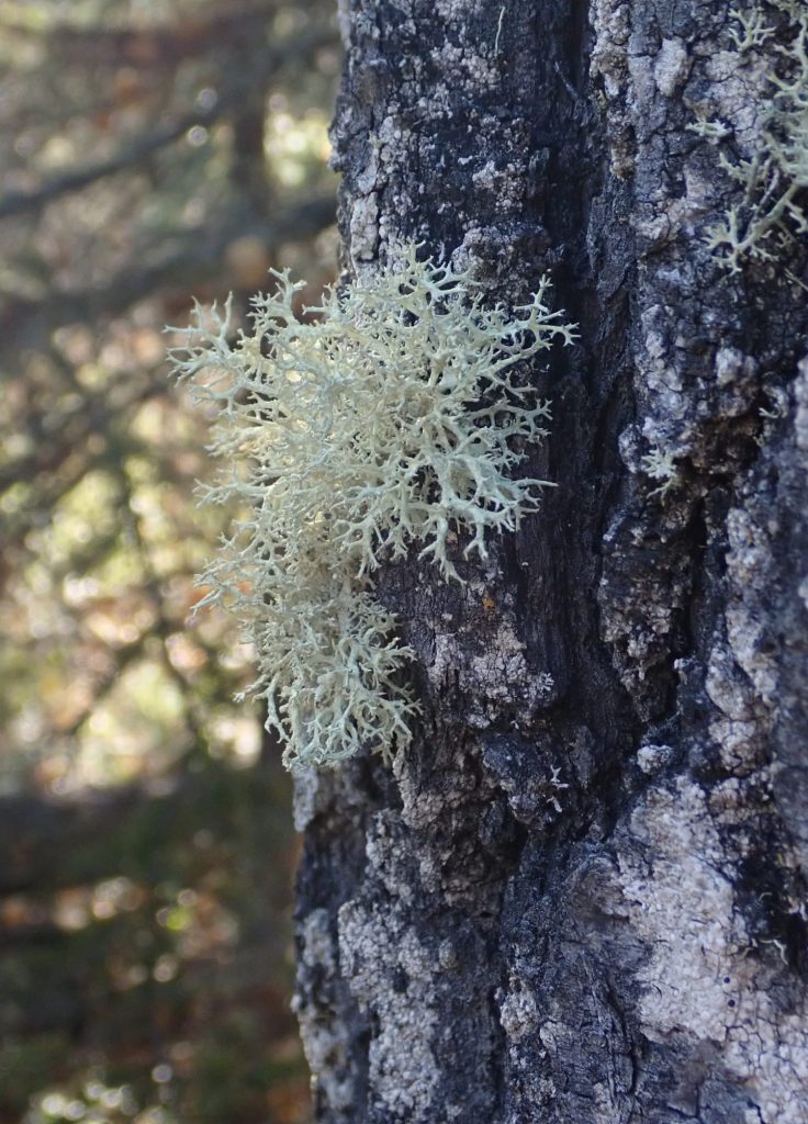 Evernia mesomorpha