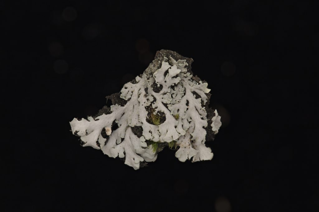 Heterodermia japonica