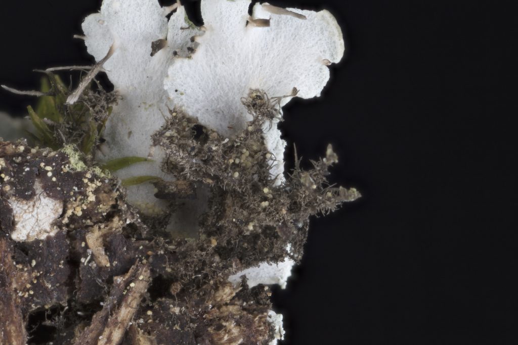 Heterodermia japonica