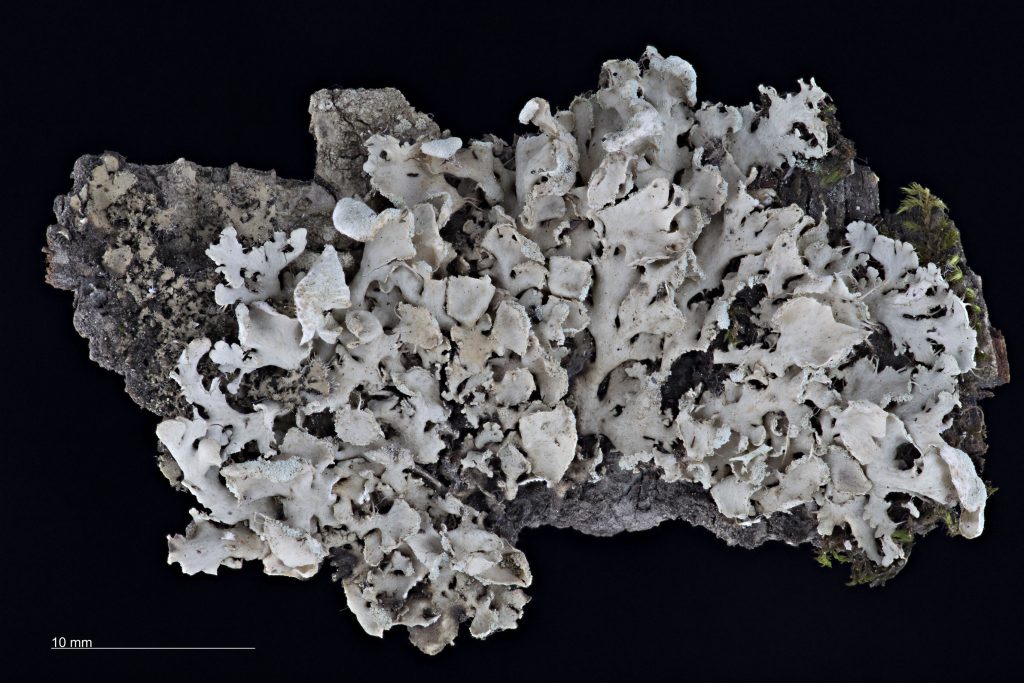 Heterodermia galactophylla