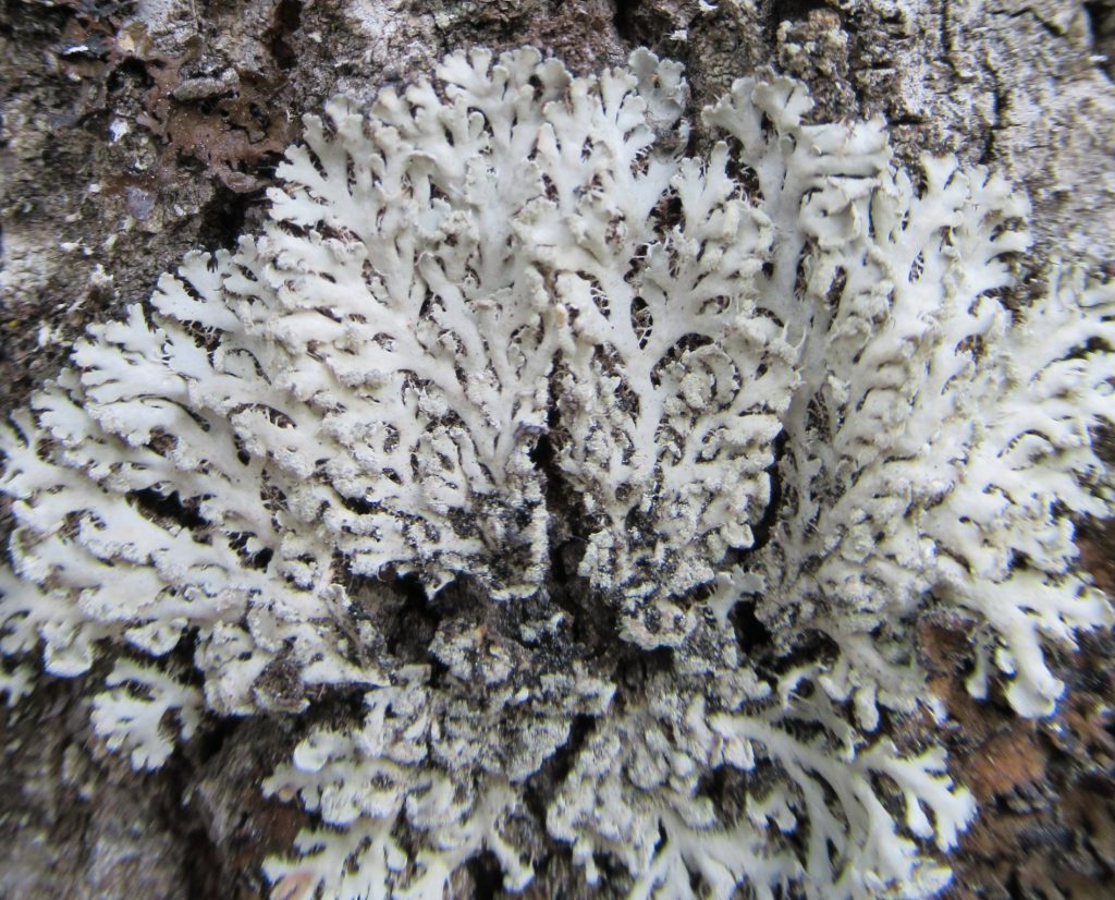 Heterodermia galactophylla