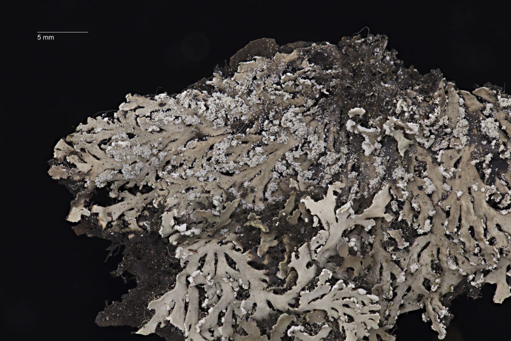 Heterodermia japonica