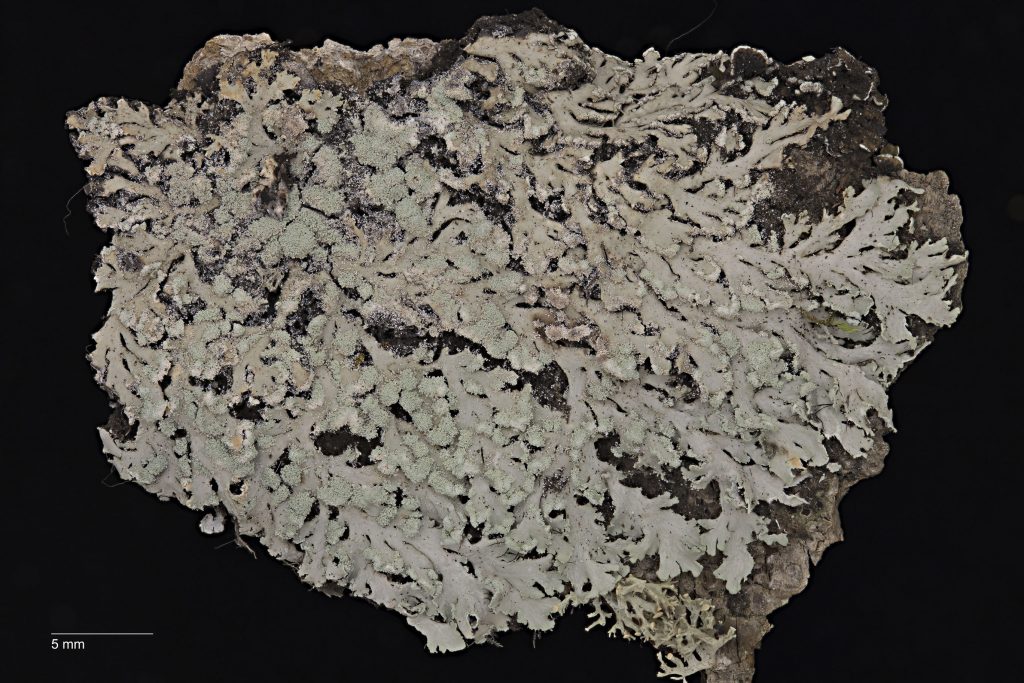 Heterodermia japonica