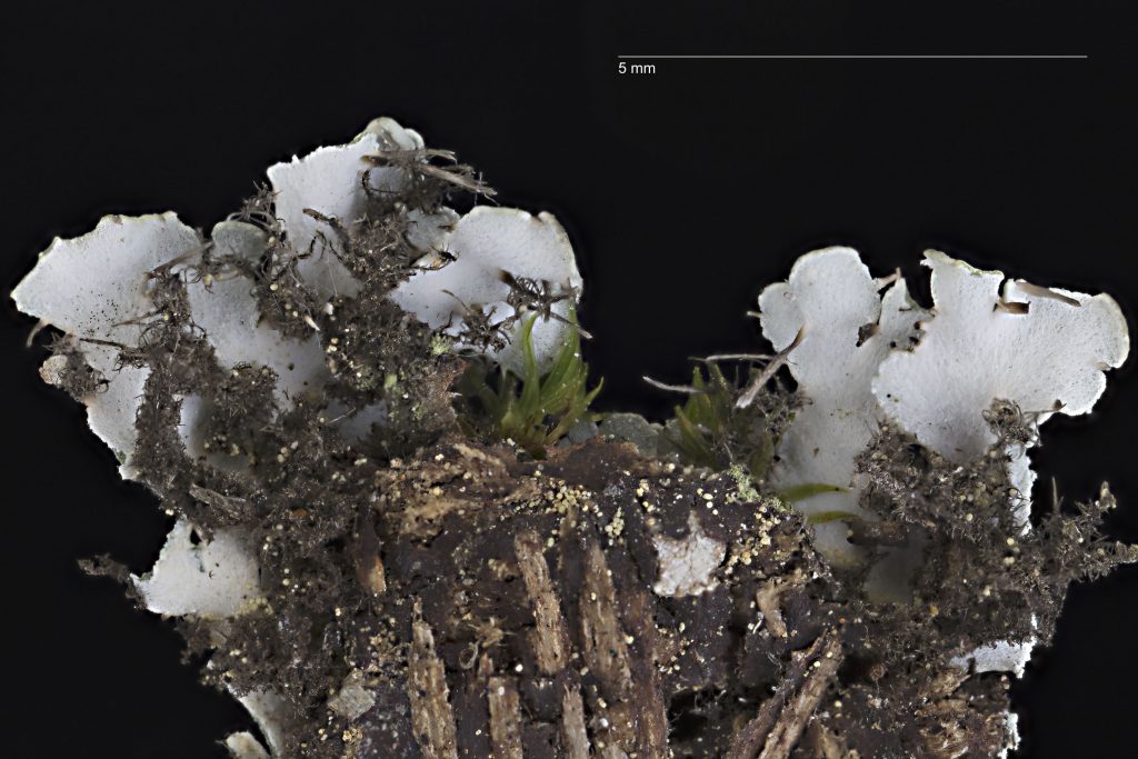 Heterodermia japonica