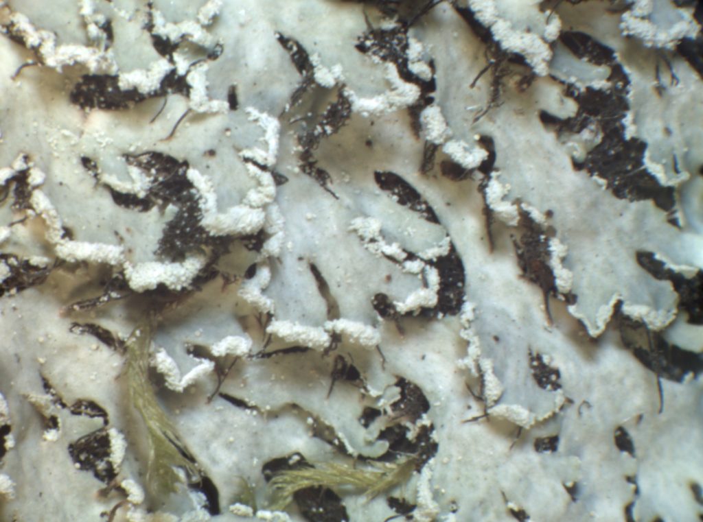 Heterodermia japonica