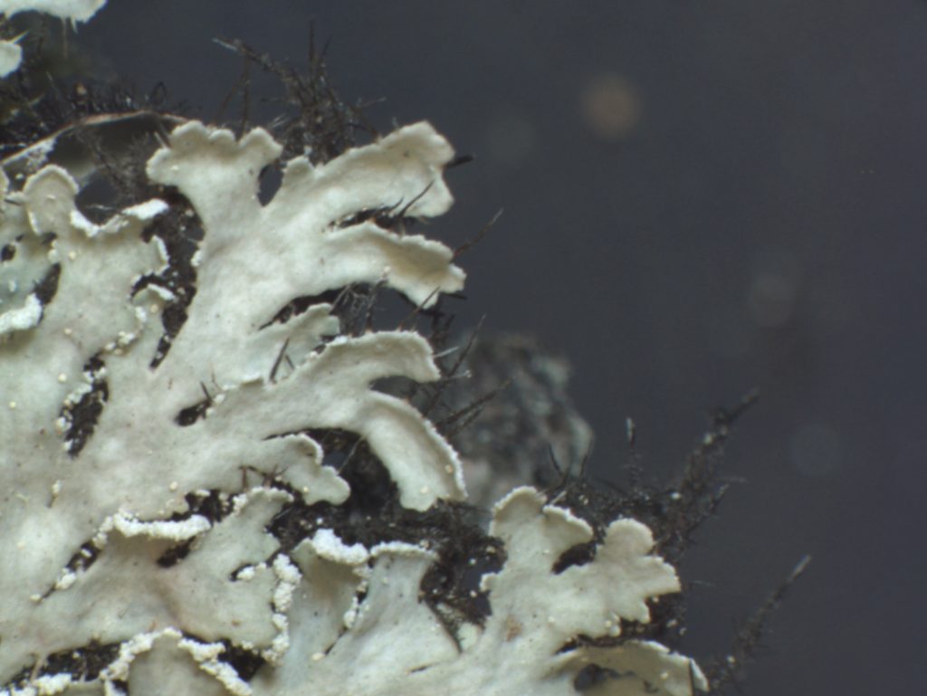 Heterodermia japonica