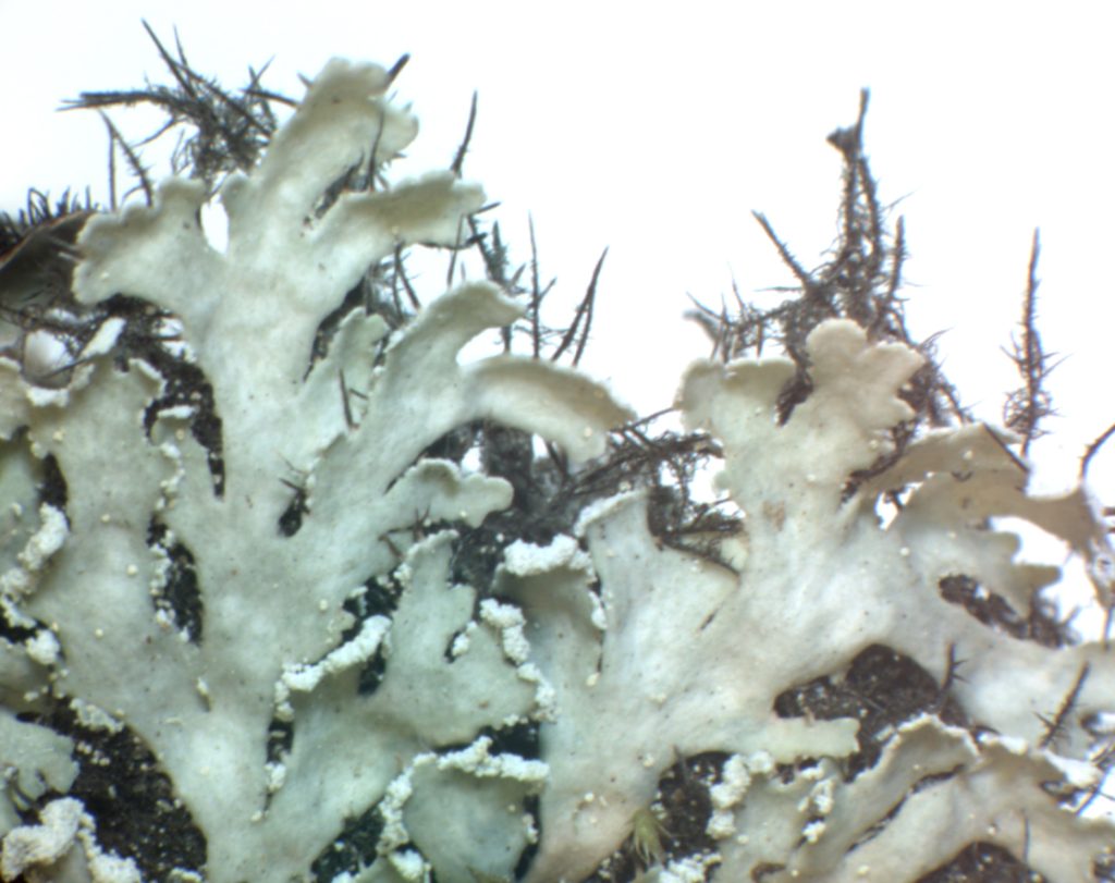 Heterodermia japonica