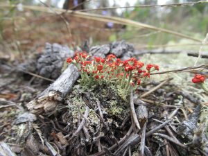 Cladonia cristatella