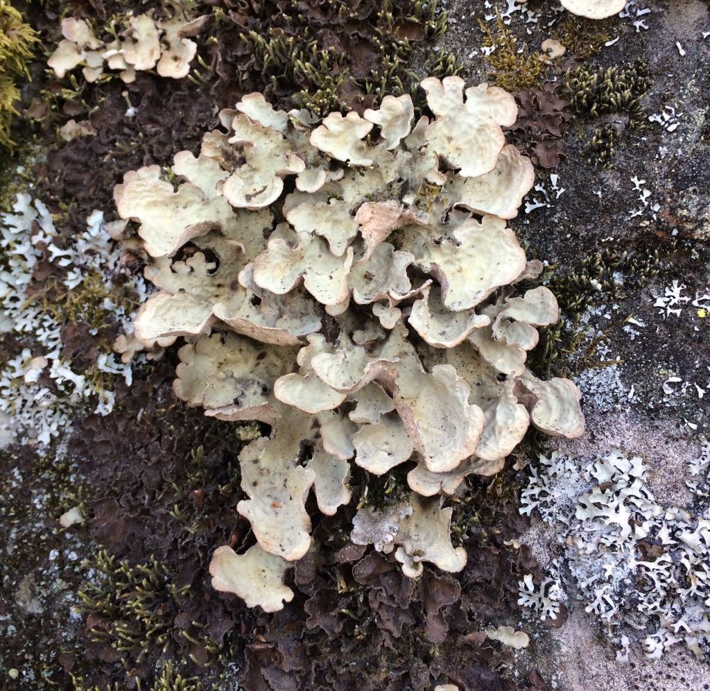 Lobaria scrobiculata