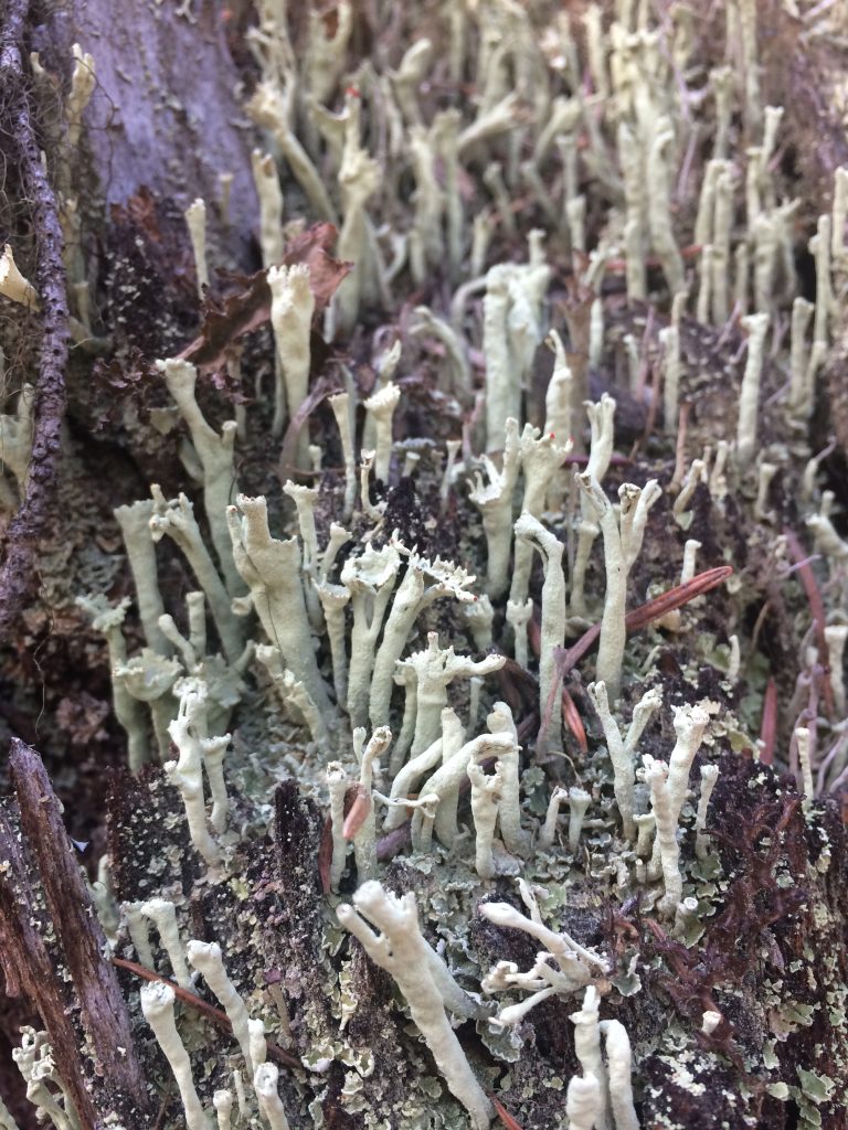 Cladonia sulphurina