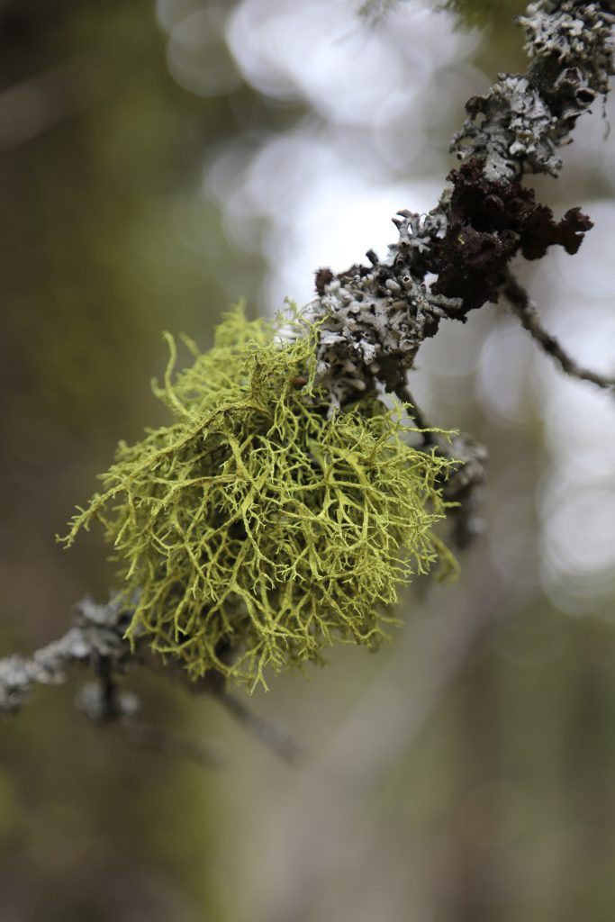 Letharia vulpina s.l.