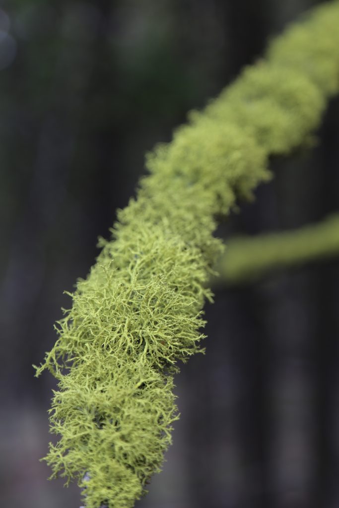 Letharia vulpina s.l.