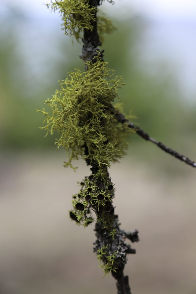 Letharia vulpina s.l. & L. columbiana