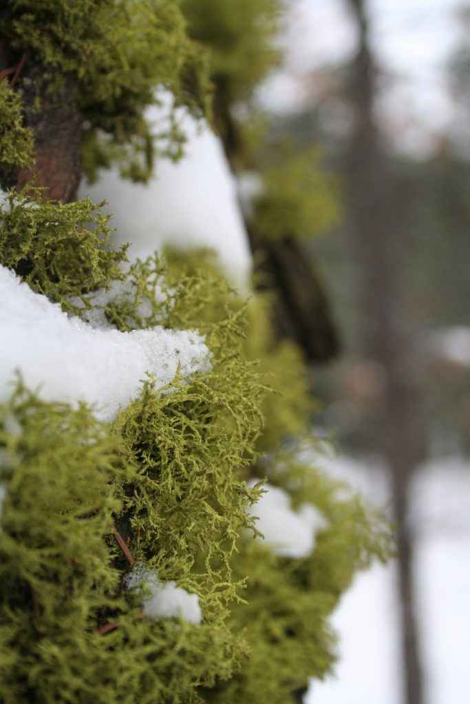 Letharia vulpina s.l.