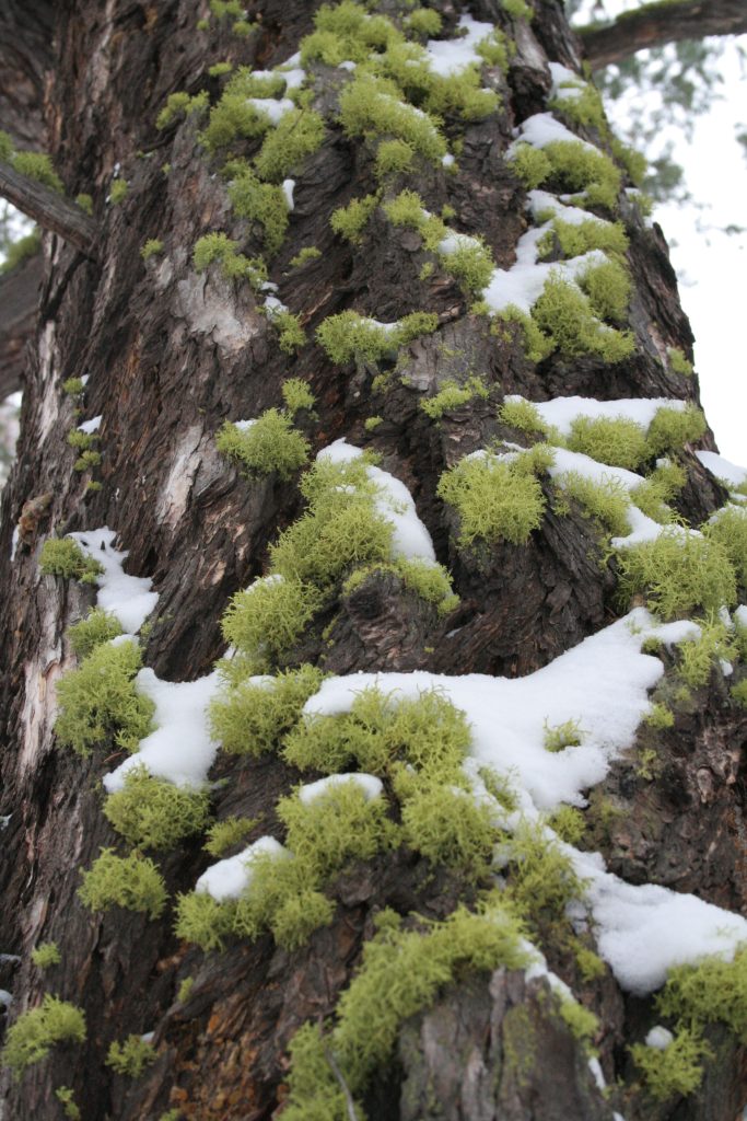 Letharia vulpina s.l.