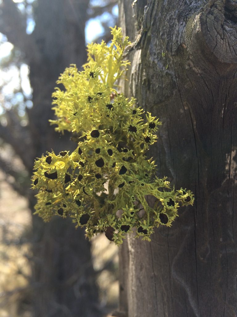 Letharia columbiana