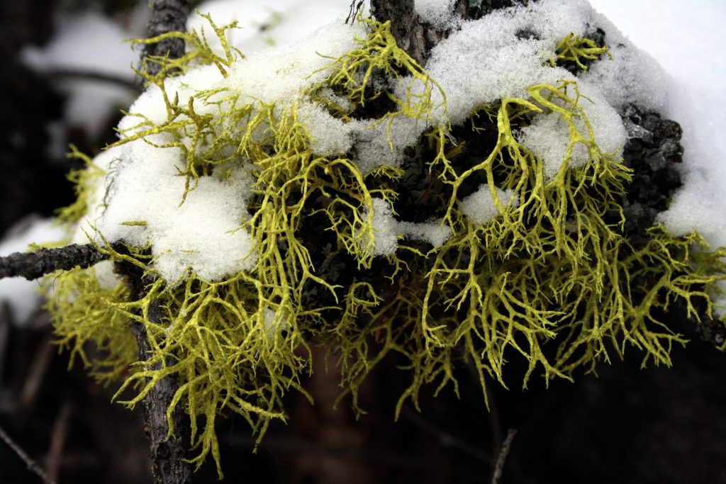 Letharia vulpina s.l.