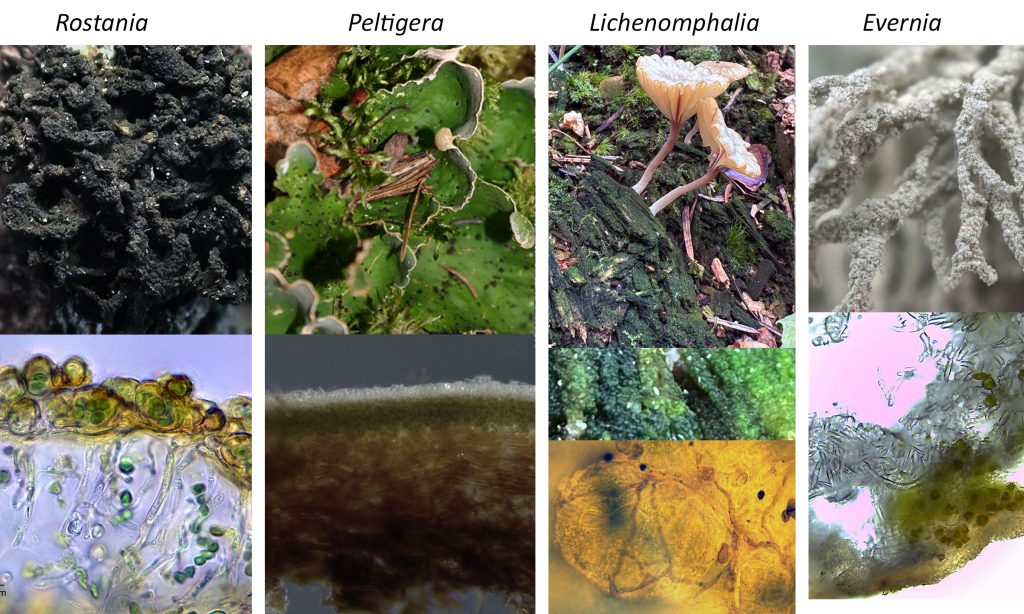 Examples of lichens