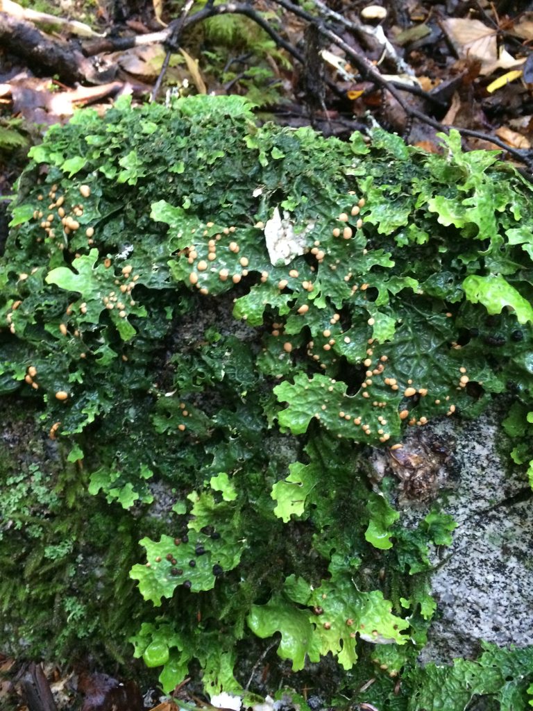 Lobaria linita