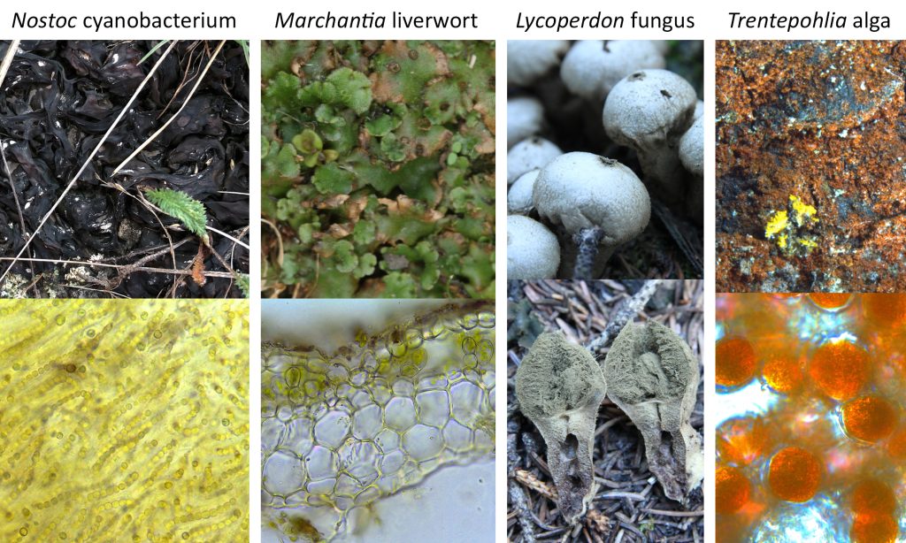 Examples of non-lichens