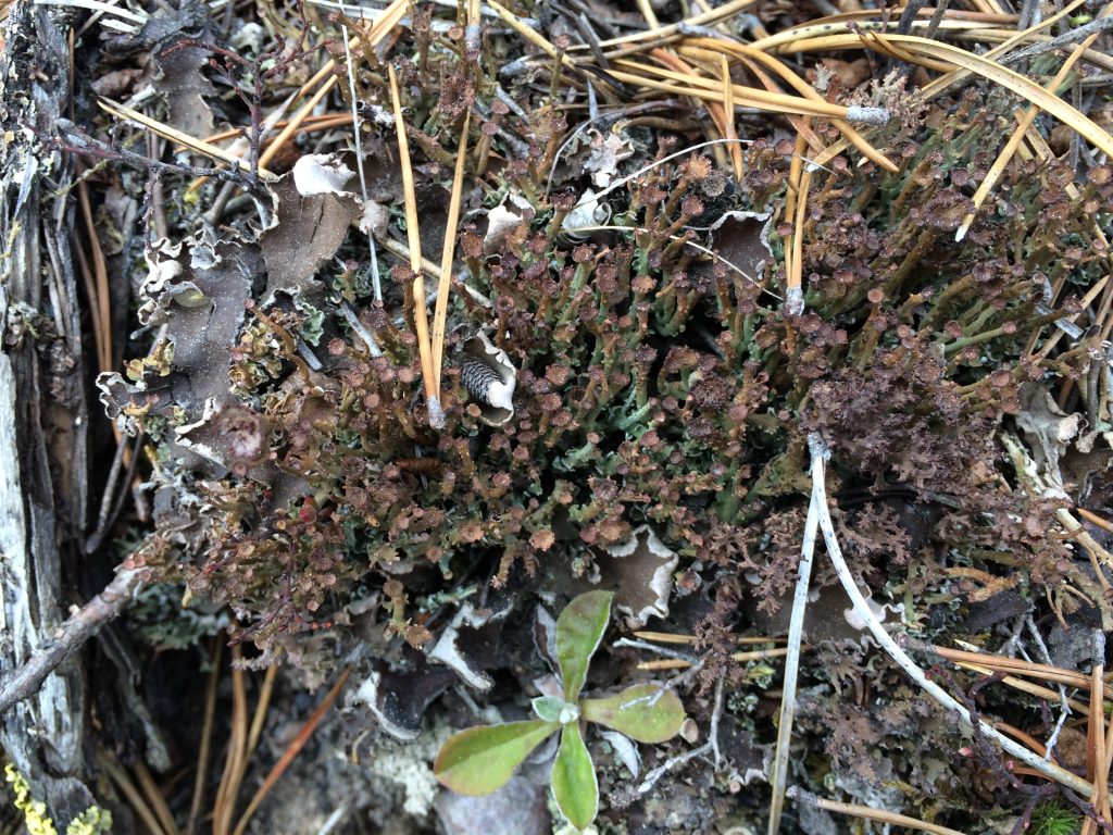 Cladonia gracilis subsp. turbinata