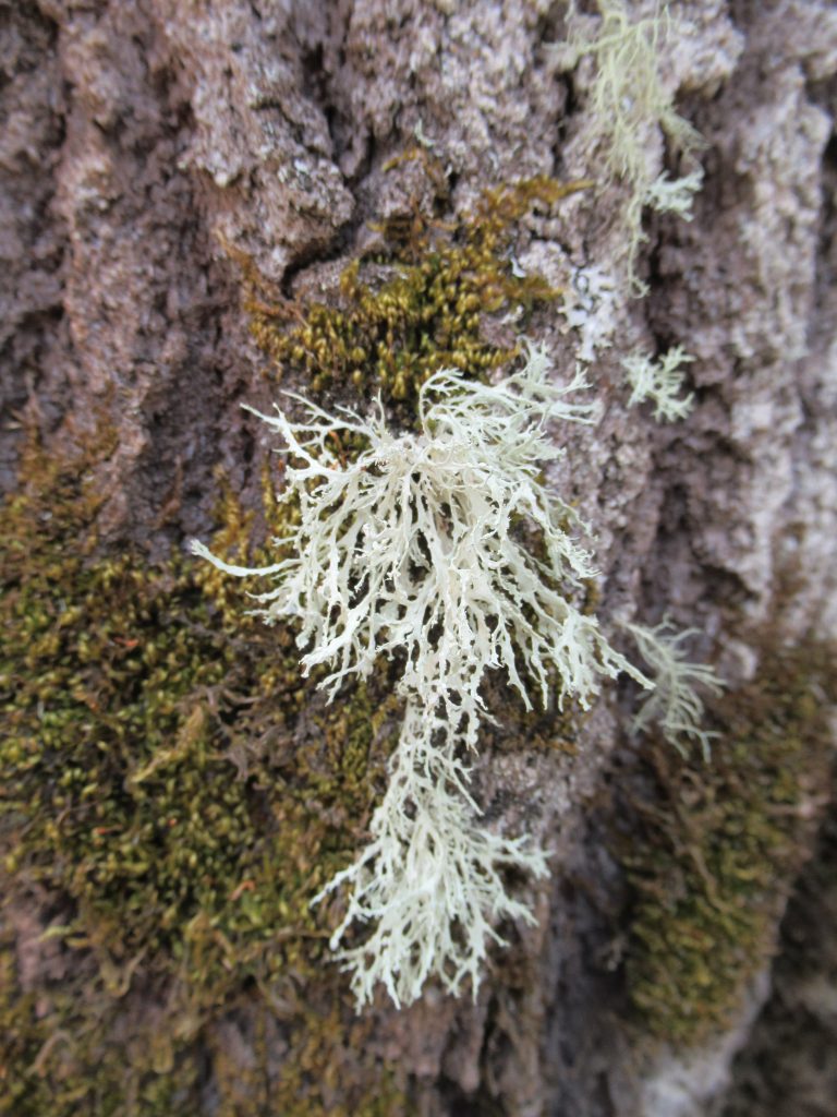 Ramalina pollinaria