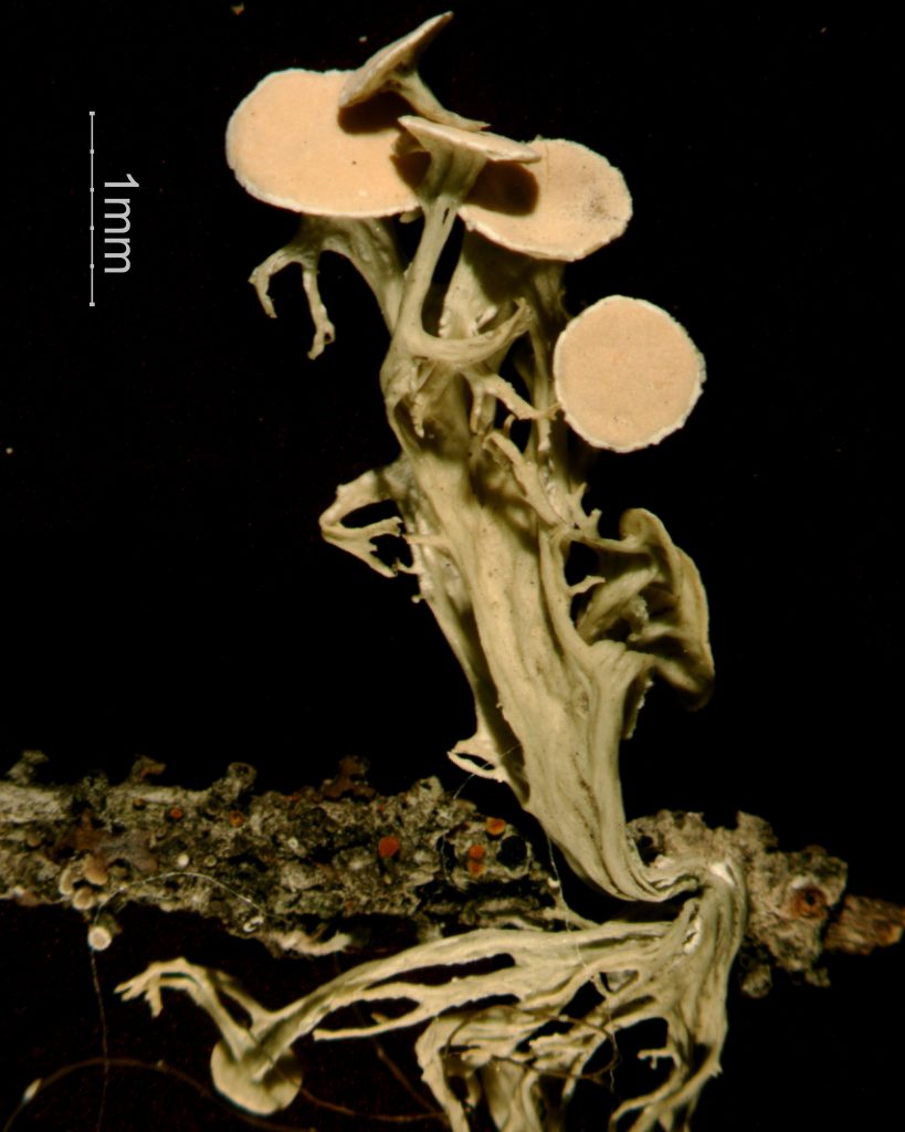 Ramalina sinensis