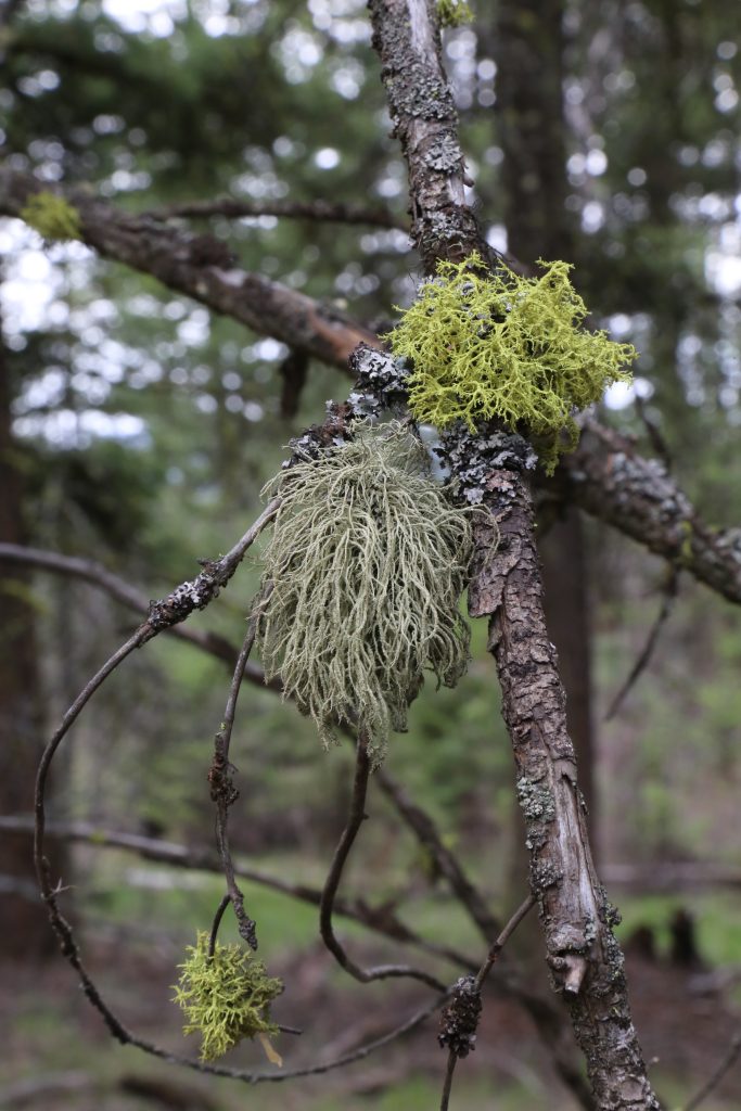 Usnea hirta and Letharia vulpina