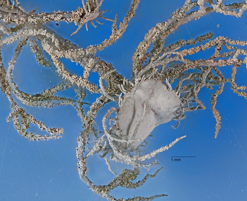 Usnea hirta