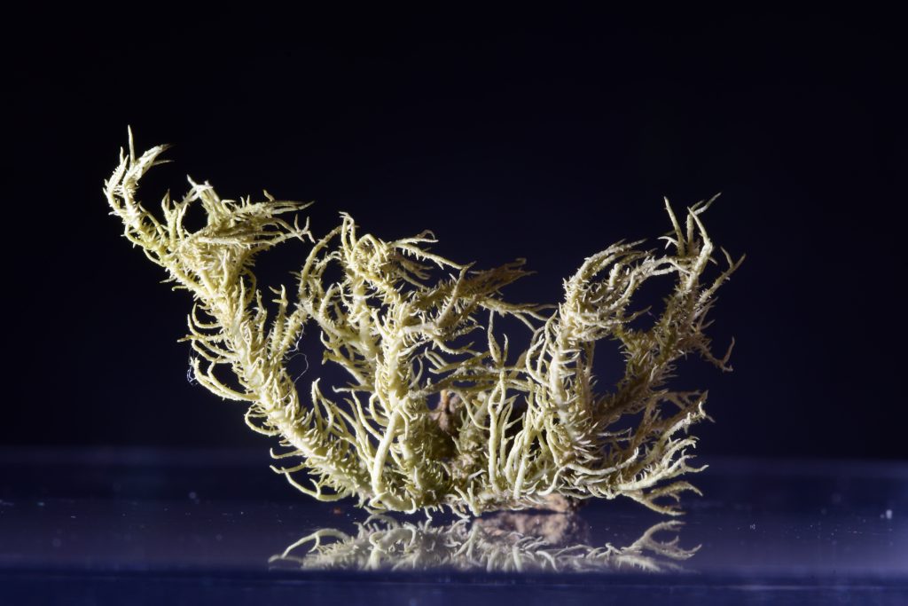 Usnea hirta
