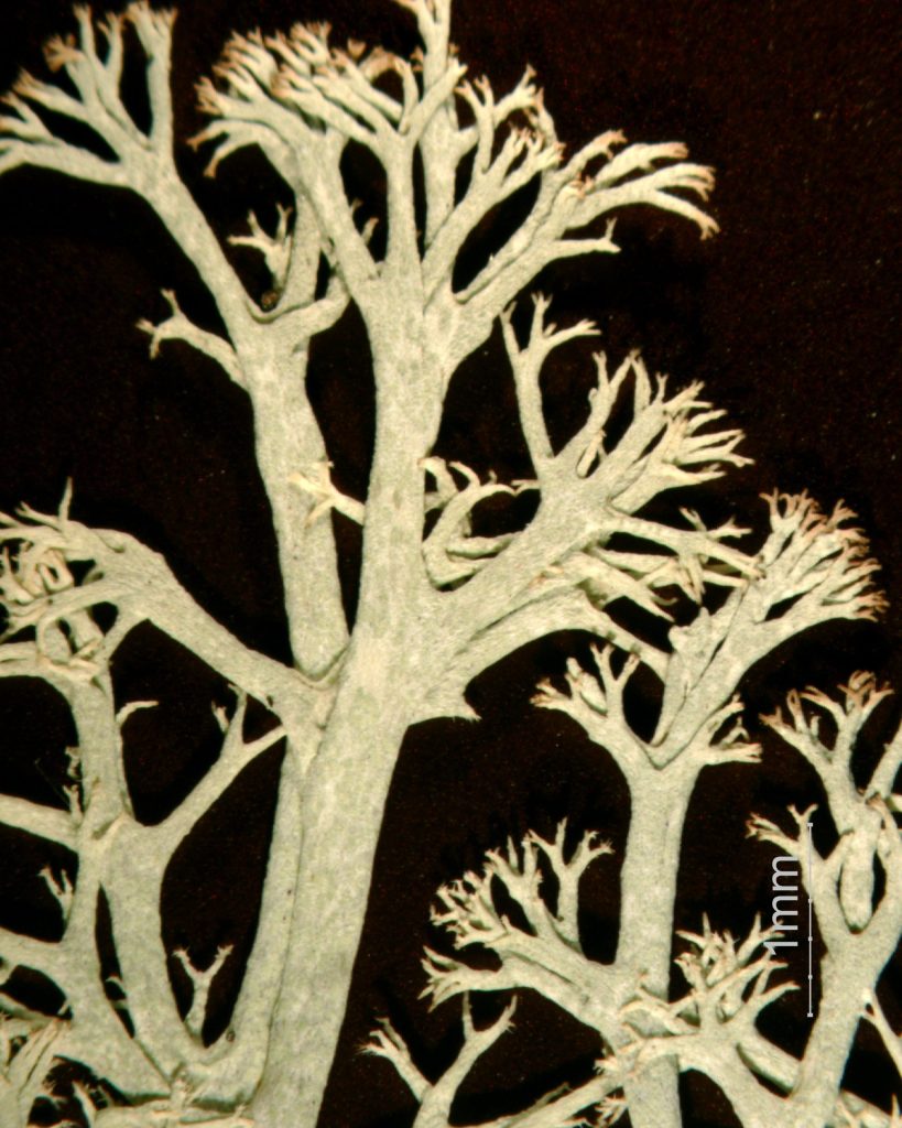 Cladonia arbuscula close-up