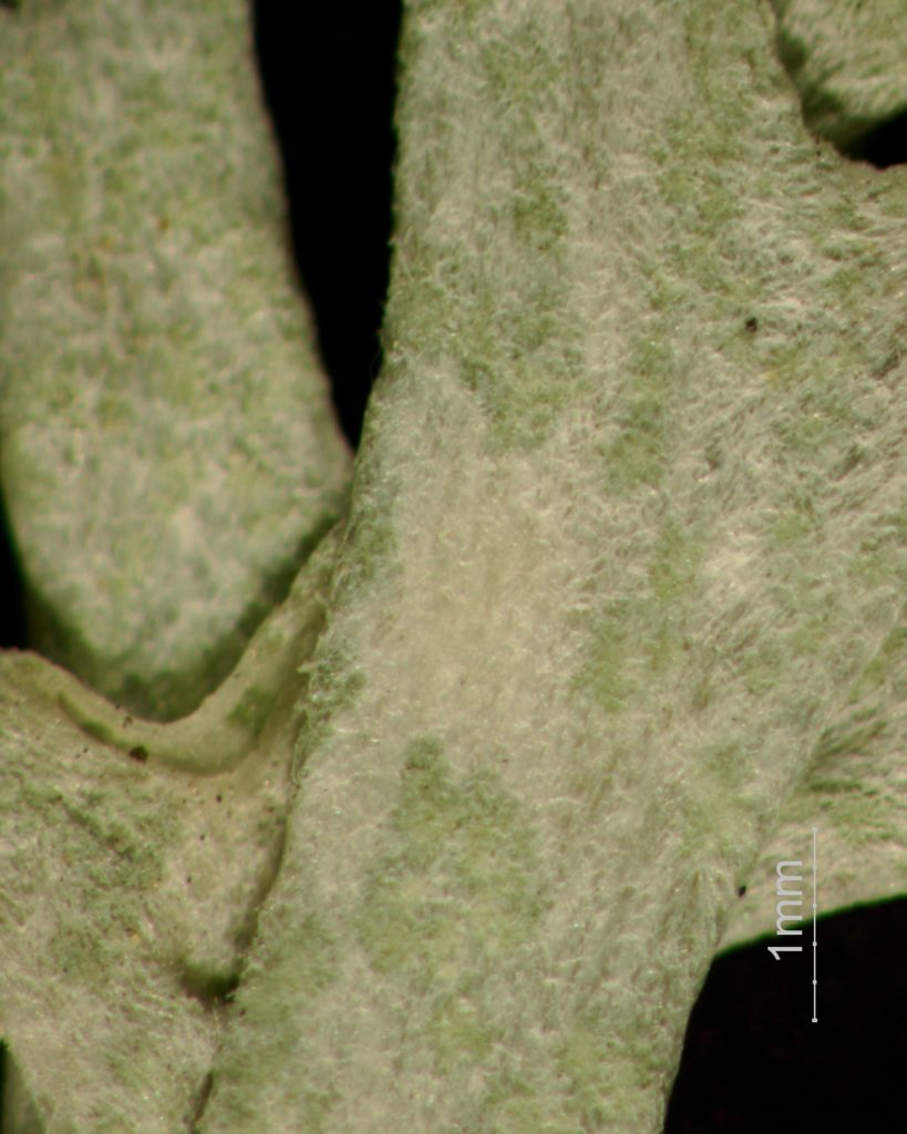 Cladonia arbuscula close-up