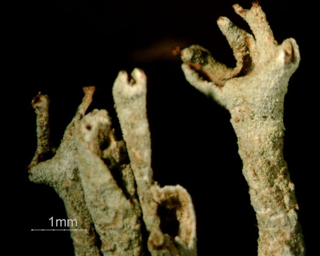 Cladonia cenotea tips