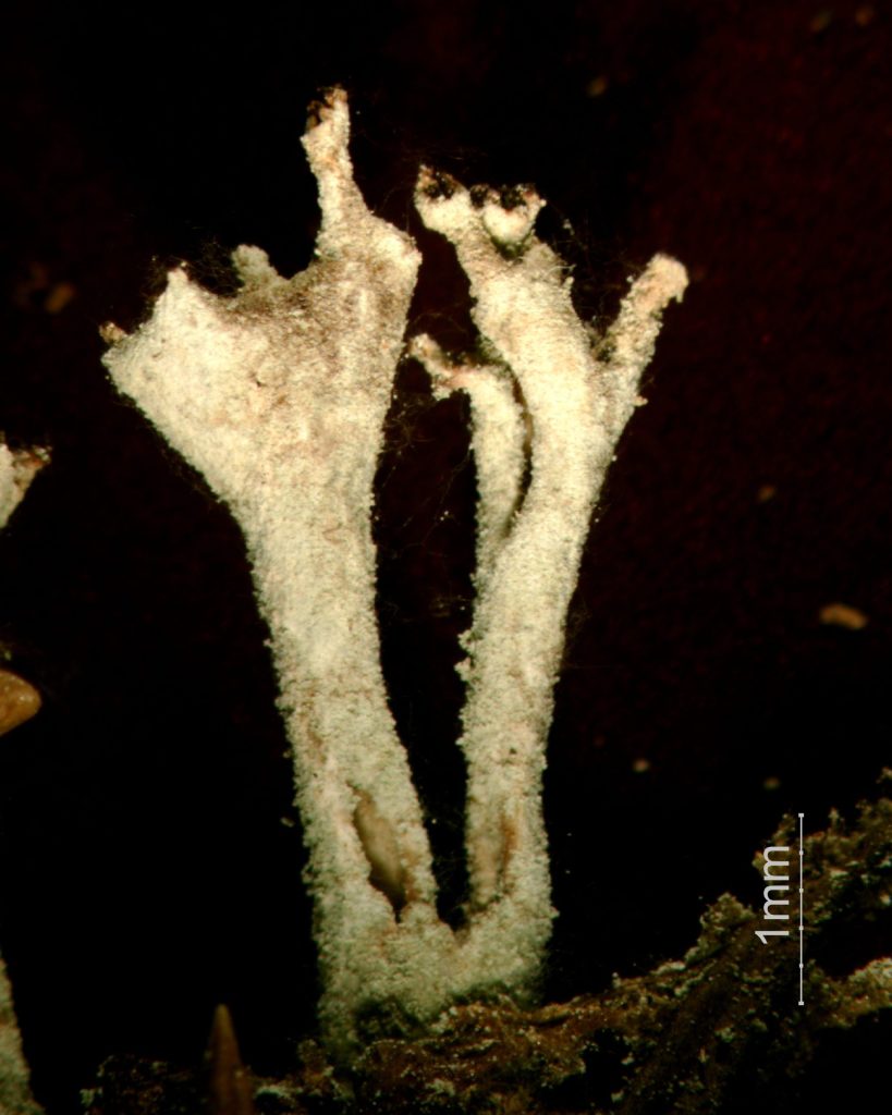 Cladonia cenotea