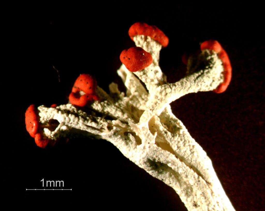 Cladonia cristatella